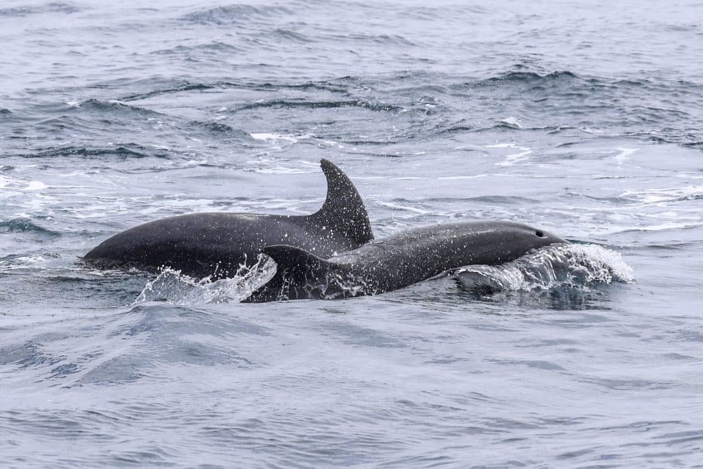 20250702 0K2A7321 | San Diego Whale Watch 21