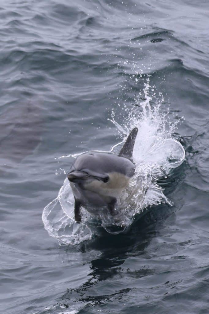 20250703 0K2A8749 | San Diego Whale Watch 13