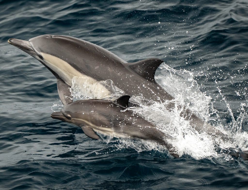 20250703 DSC1950 | San Diego Whale Watch 11