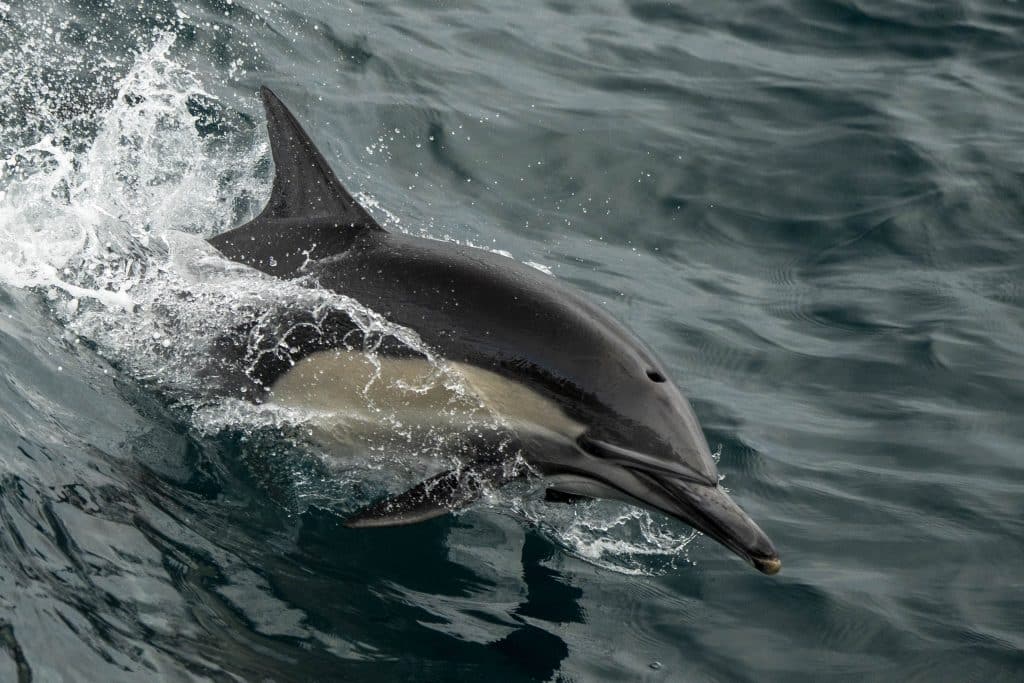 20250703 DSC2025 | San Diego Whale Watch 1