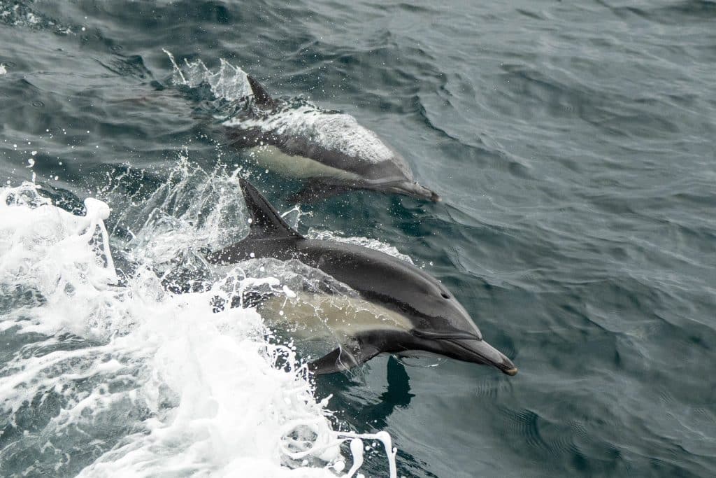 20250703 DSC2055 | San Diego Whale Watch 3