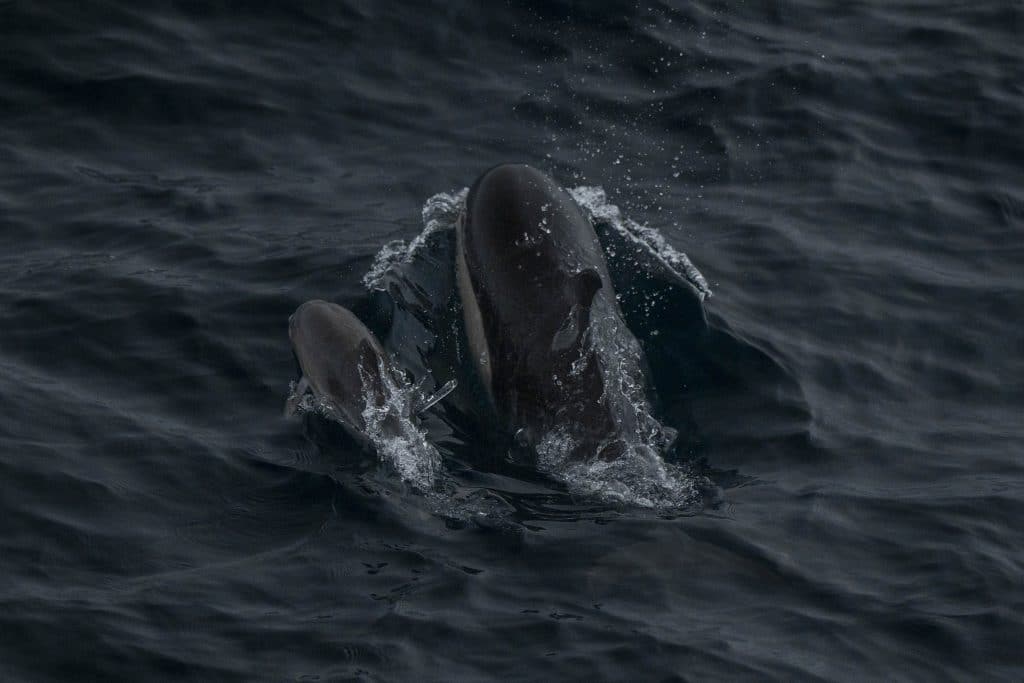 20250703 DSC2133 | San Diego Whale Watch 5