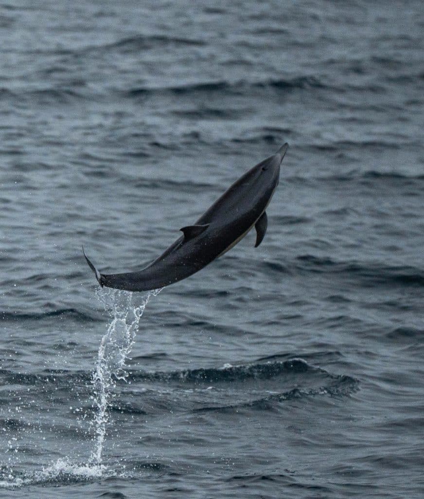 20250703 DSC2138 | San Diego Whale Watch 9