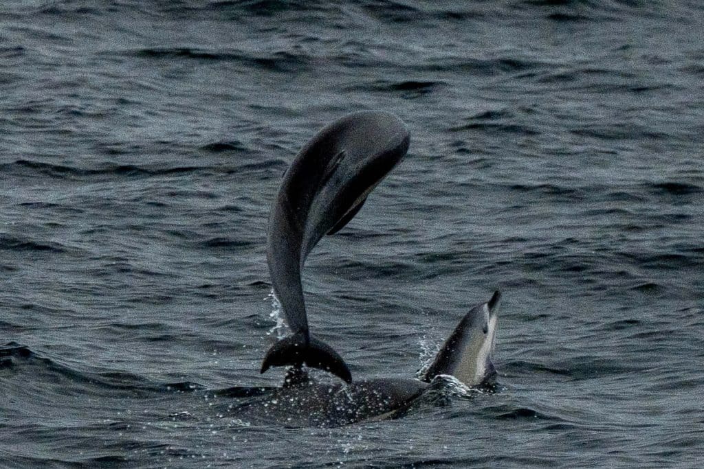 20250703 DSC2148 | San Diego Whale Watch 7