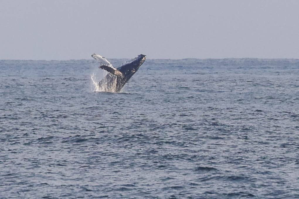 20250704 0K2A0349 | San Diego Whale Watch 35