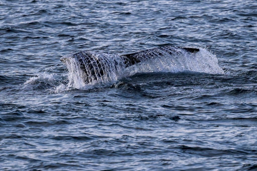 20250704 0K2A0514 | San Diego Whale Watch 37