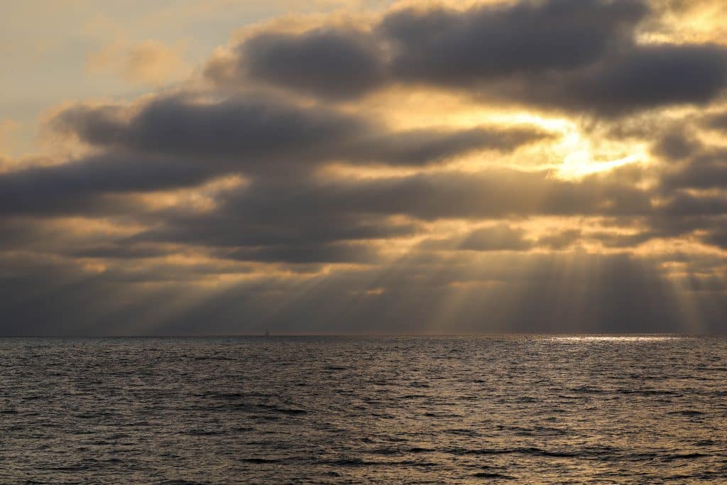 20250704 0K2A0648 | San Diego Whale Watch 39