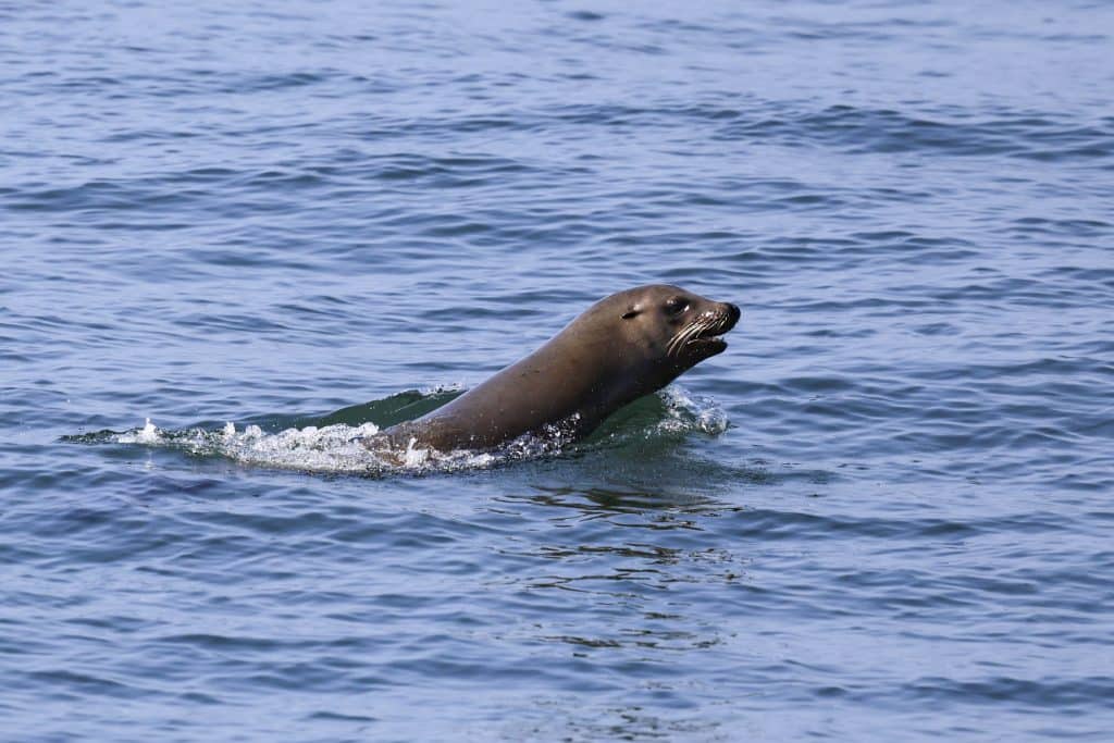 20250704 0K2A8895 | San Diego Whale Watch 29