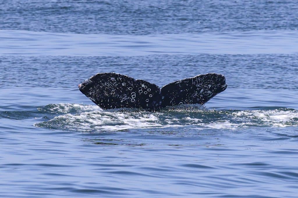 20250704 0K2A9350 | San Diego Whale Watch 27