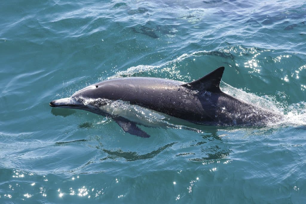 20250704 0K2A9841 | San Diego Whale Watch 25