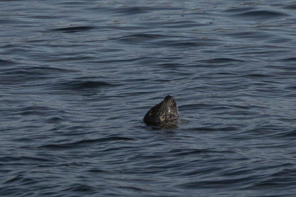 20250705 DSC2314 | San Diego Whale Watch 32