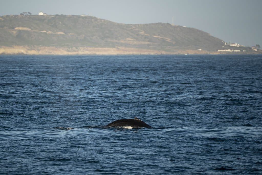 20250705 DSC2372 | San Diego Whale Watch 30