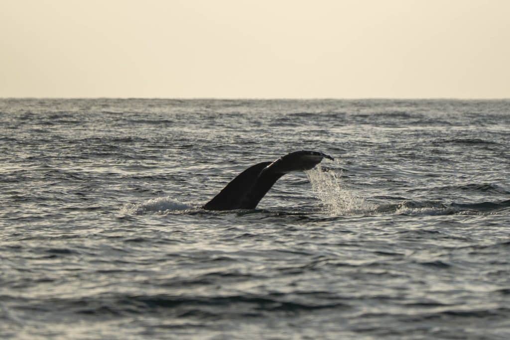 20250705 DSC2399 | San Diego Whale Watch 26