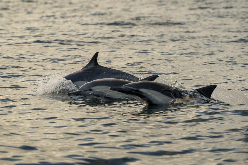 20250705 DSC2605 | San Diego Whale Watch 22