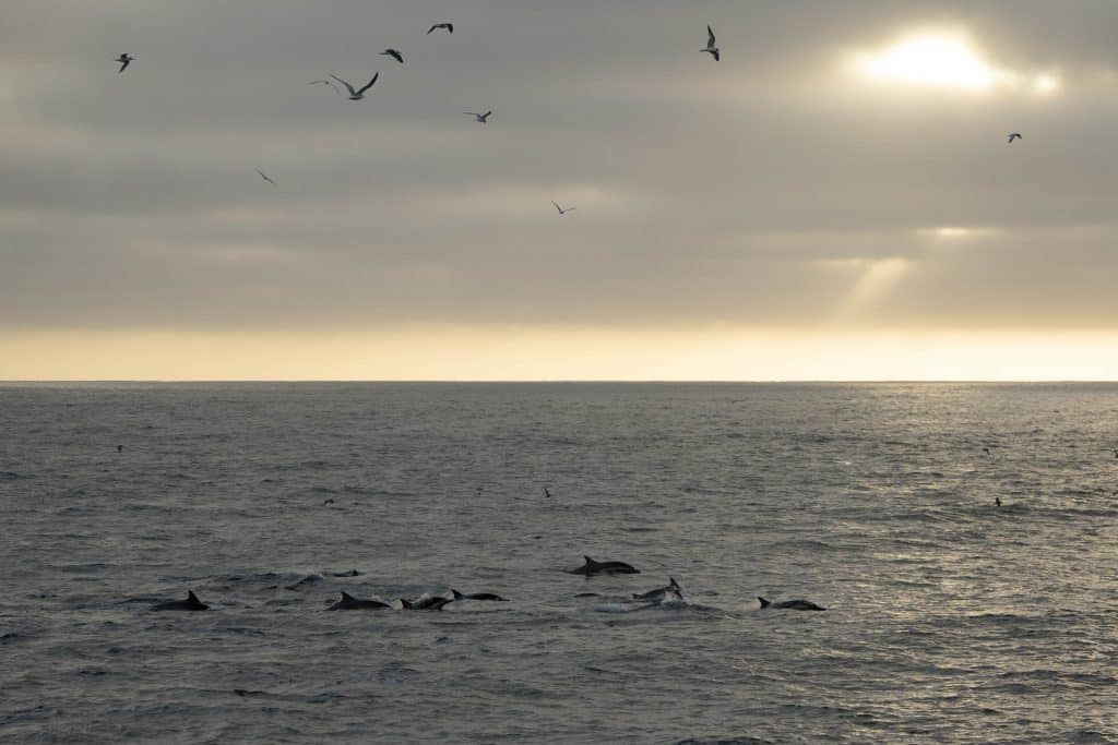 20250705 DSC2726 | San Diego Whale Watch 28
