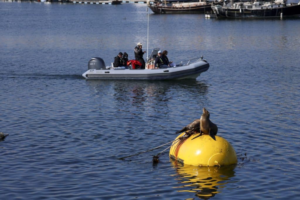 20250706 0K2A1381 | San Diego Whale Watch 24