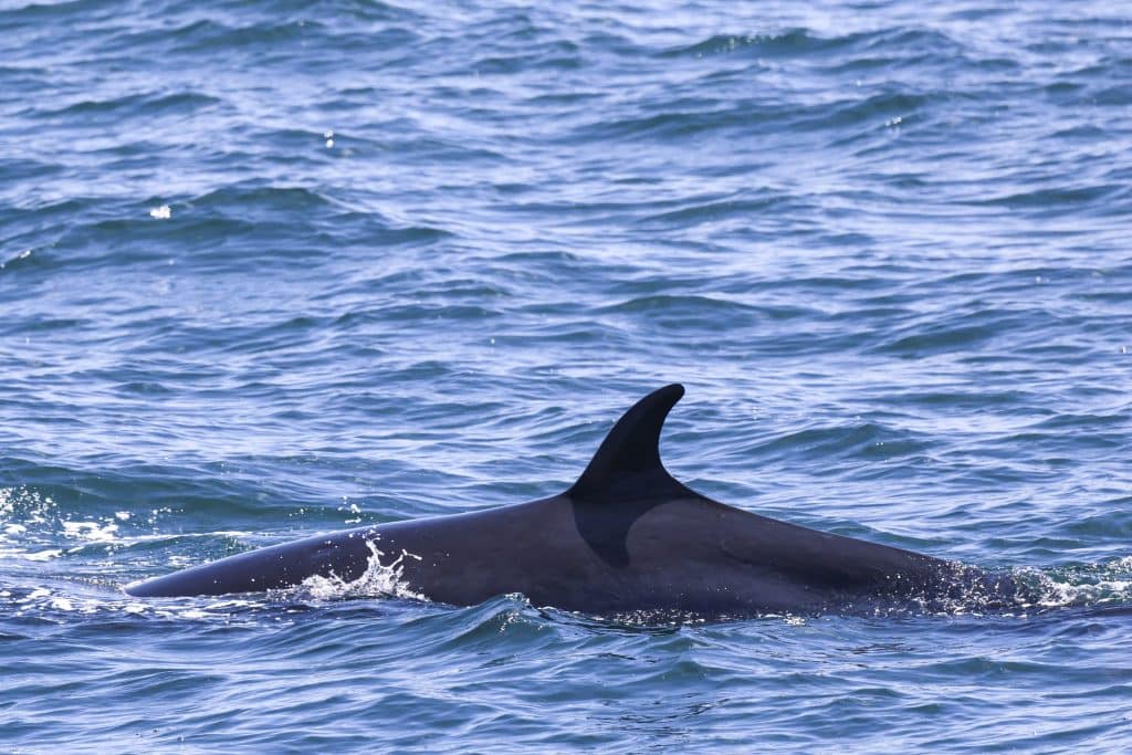 20250706 0K2A2554 | San Diego Whale Watch 16