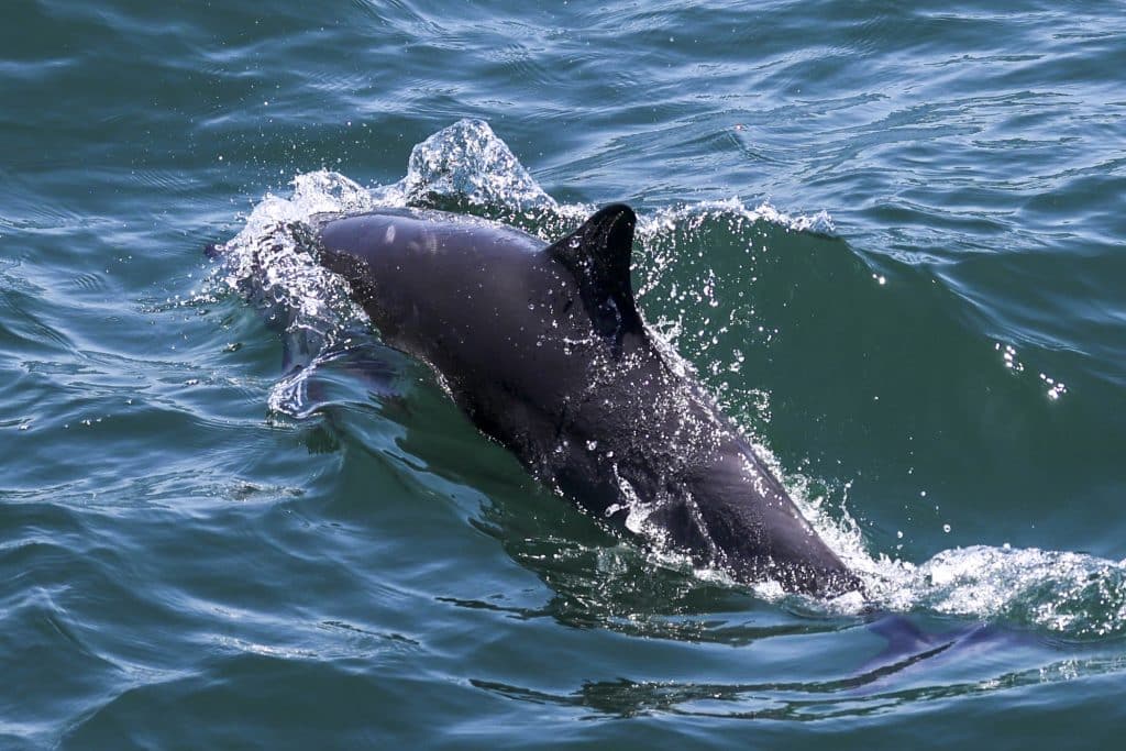 20250706 0K2A3067 | San Diego Whale Watch 20