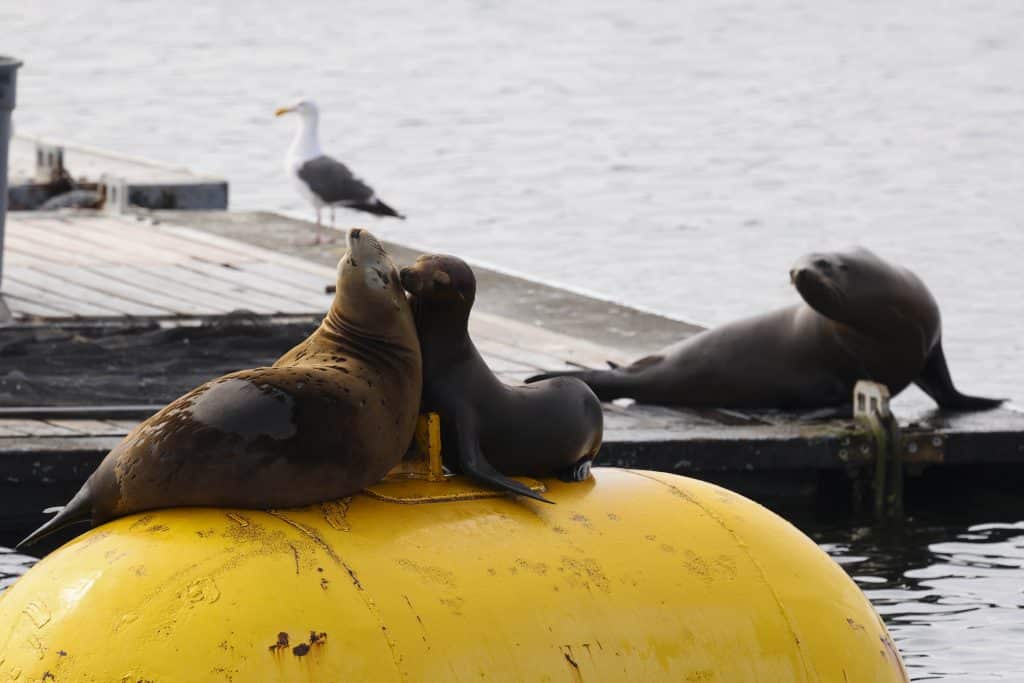 20250707 0K2A3482 | San Diego Whale Watch 22