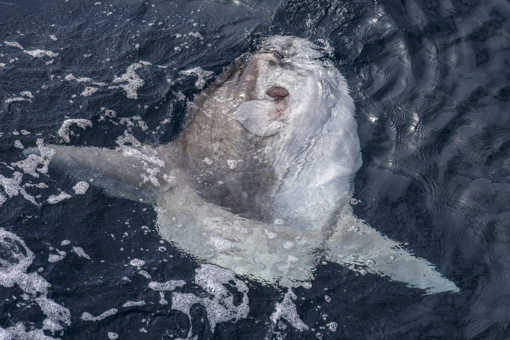20250707 0K2A3804 | San Diego Whale Watch 20