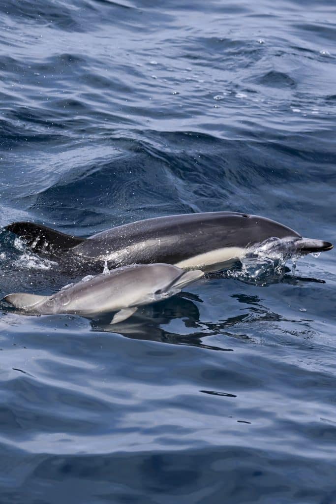 20250707 0K2A4024 | San Diego Whale Watch 18