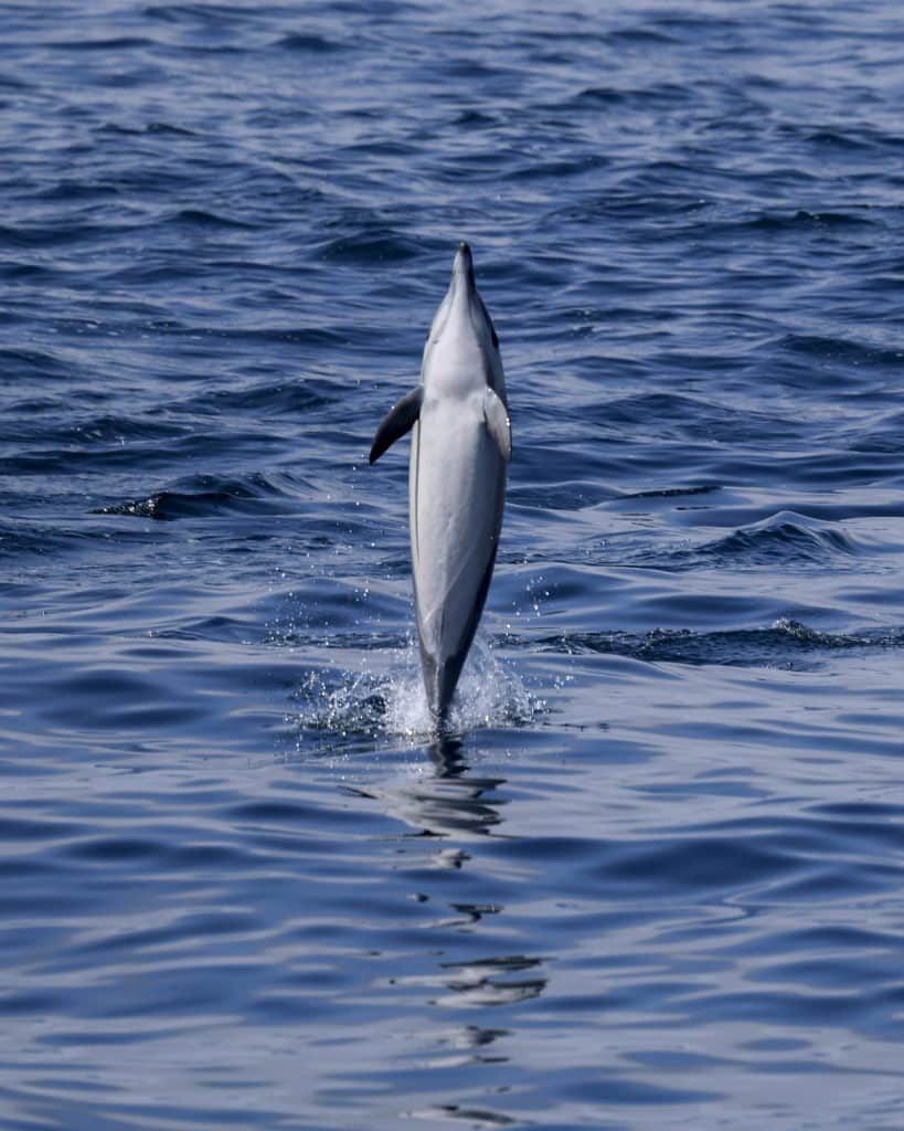 20250707 0K2A4250 | San Diego Whale Watch 16