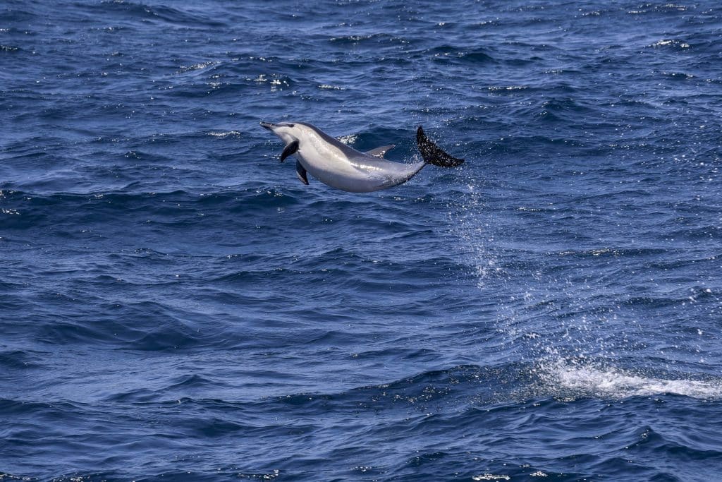20250707 0K2A4647 | San Diego Whale Watch 24