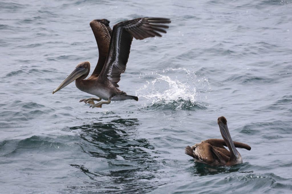 20250708 0K2A5960 | San Diego Whale Watch 29