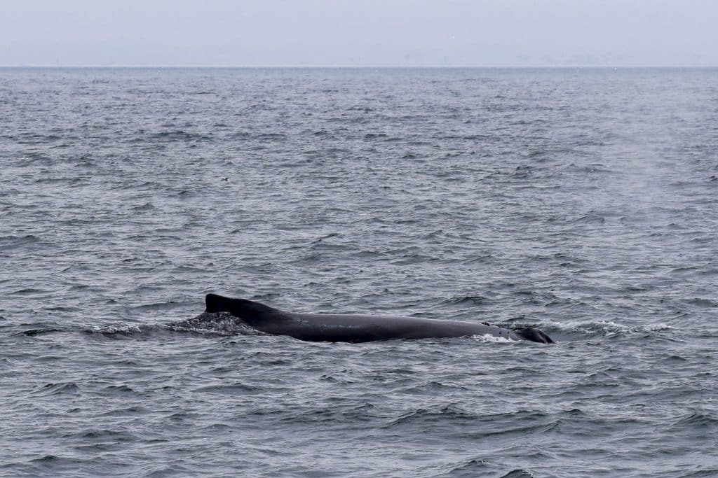 20250708 0K2A6001 | San Diego Whale Watch 25