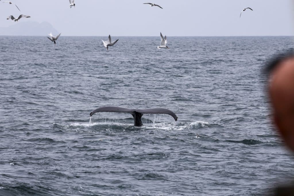 20250708 0K2A6177 | San Diego Whale Watch 23