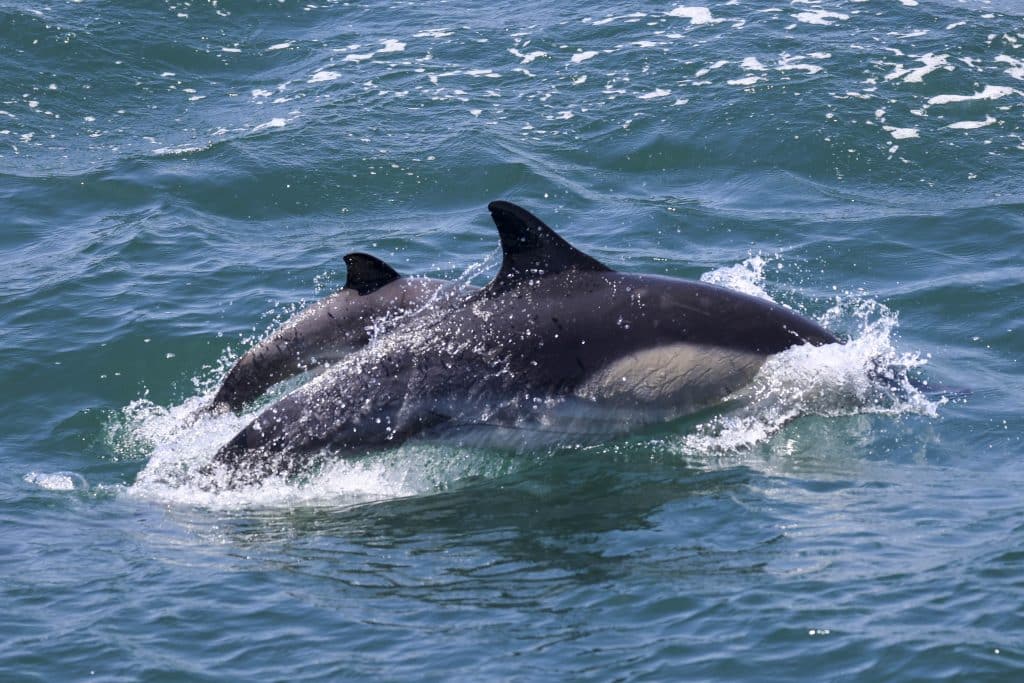 20250708 0K2A6625 | San Diego Whale Watch 21
