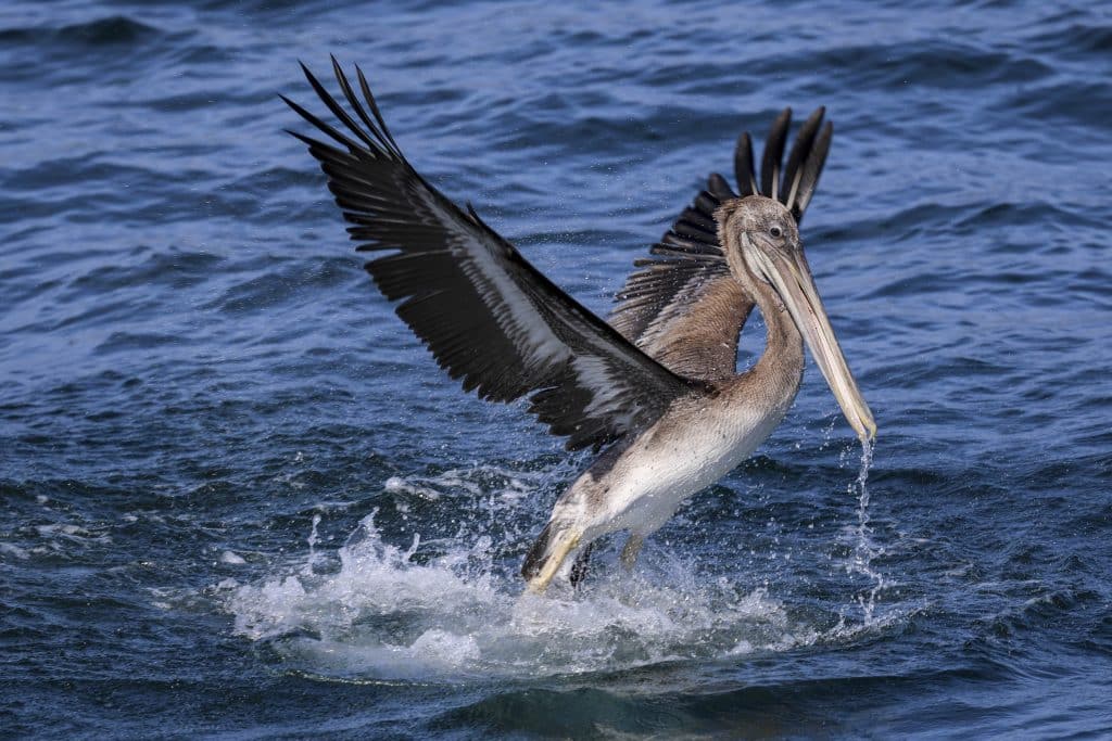 20250709 0K2A7124 1 | San Diego Whale Watch 19