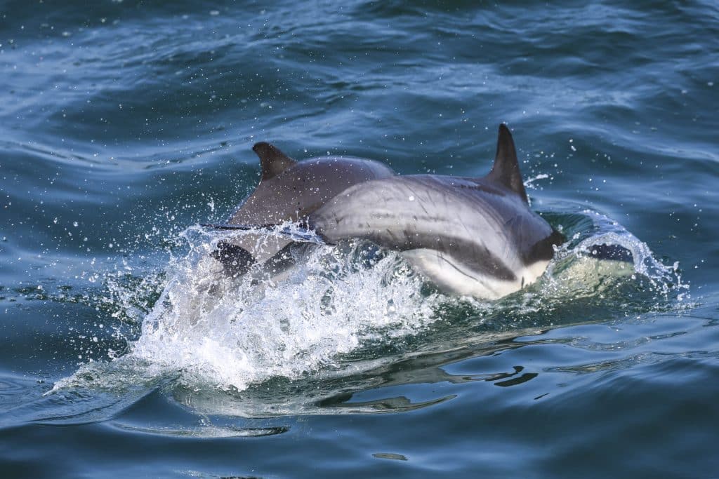 20250709 0K2A7301 1 | San Diego Whale Watch 17