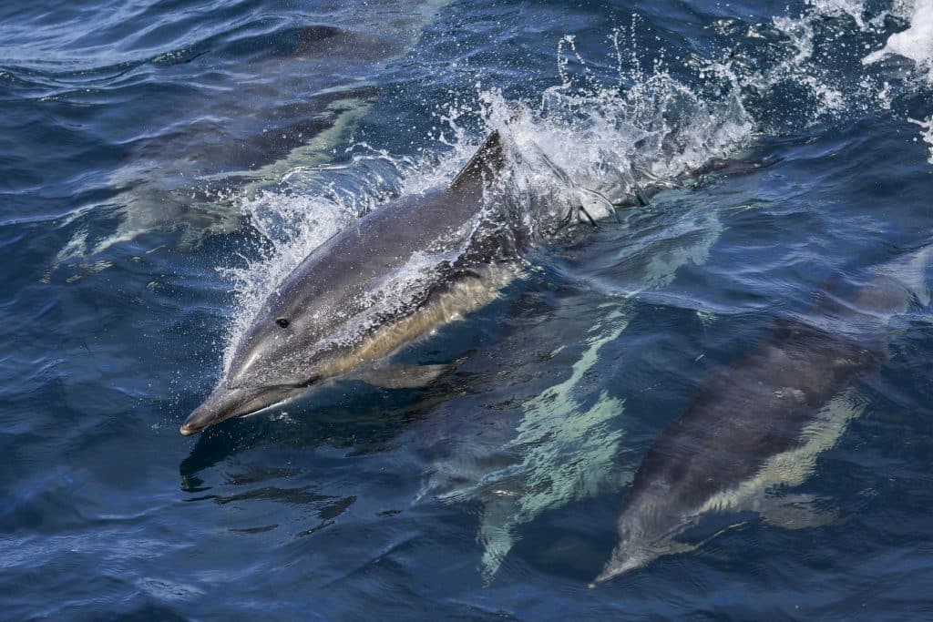 20250709 0K2A7450 | San Diego Whale Watch 15