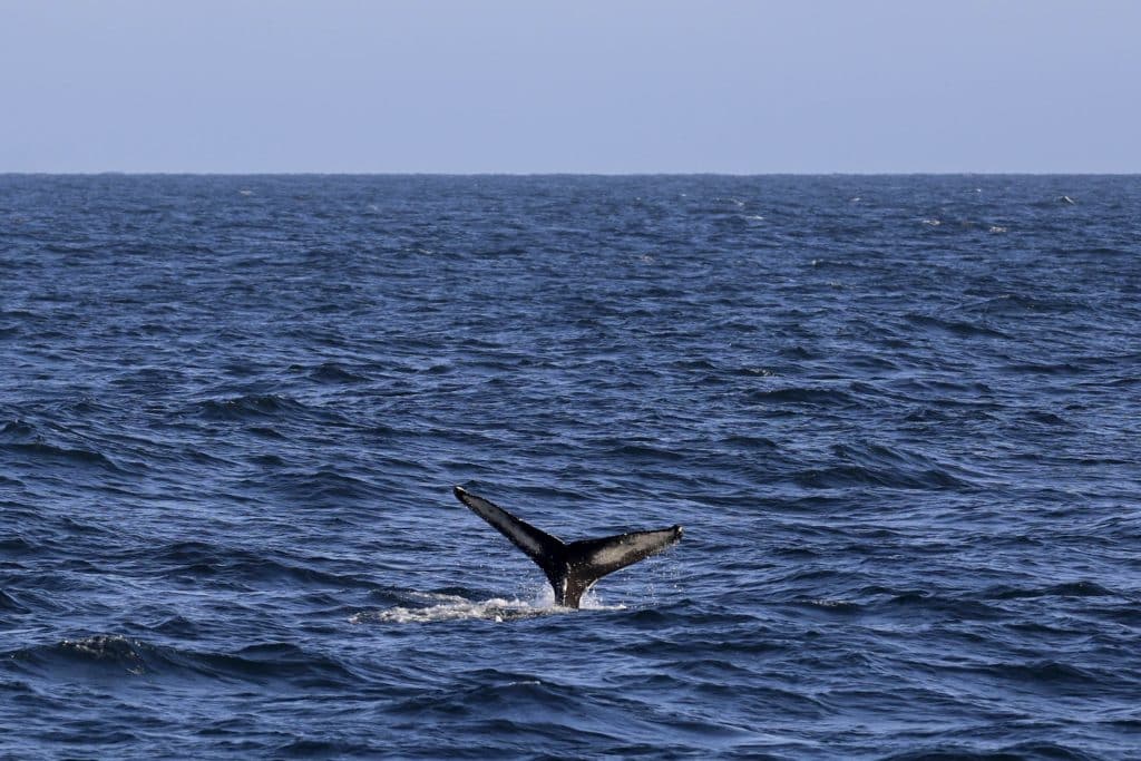 20250709 0K2A7673 | San Diego Whale Watch 12