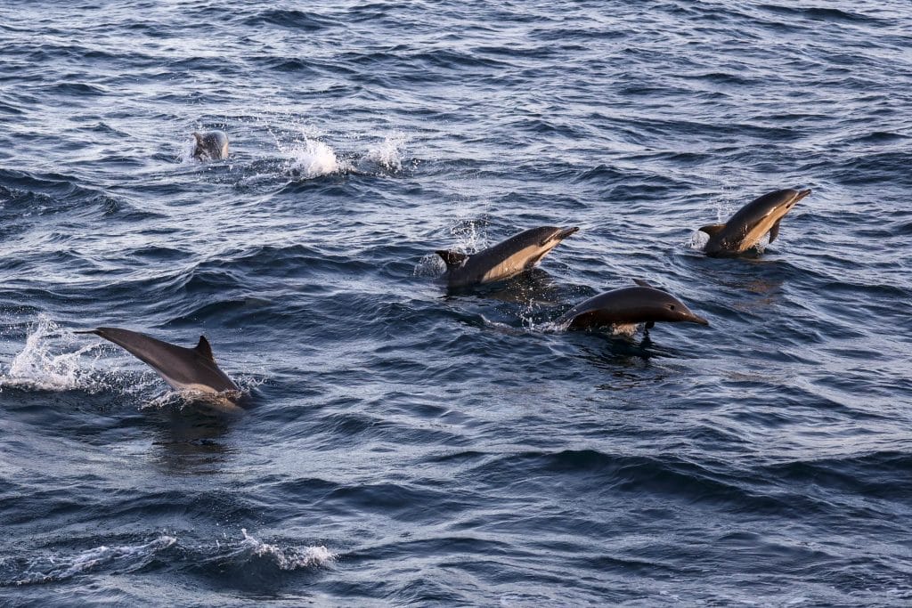 20250709 0K2A7995 | San Diego Whale Watch 14