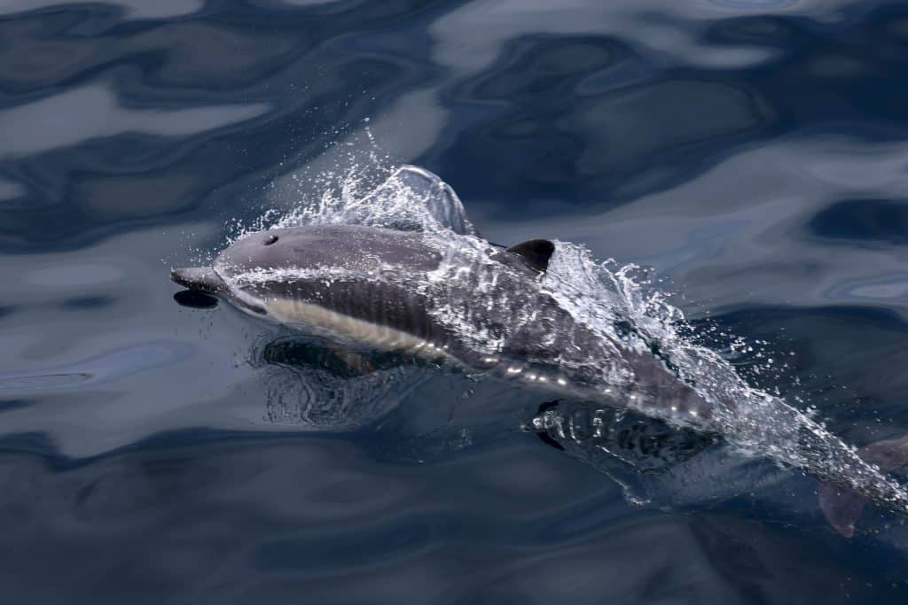 20250710 0K2A9084 | San Diego Whale Watch 4