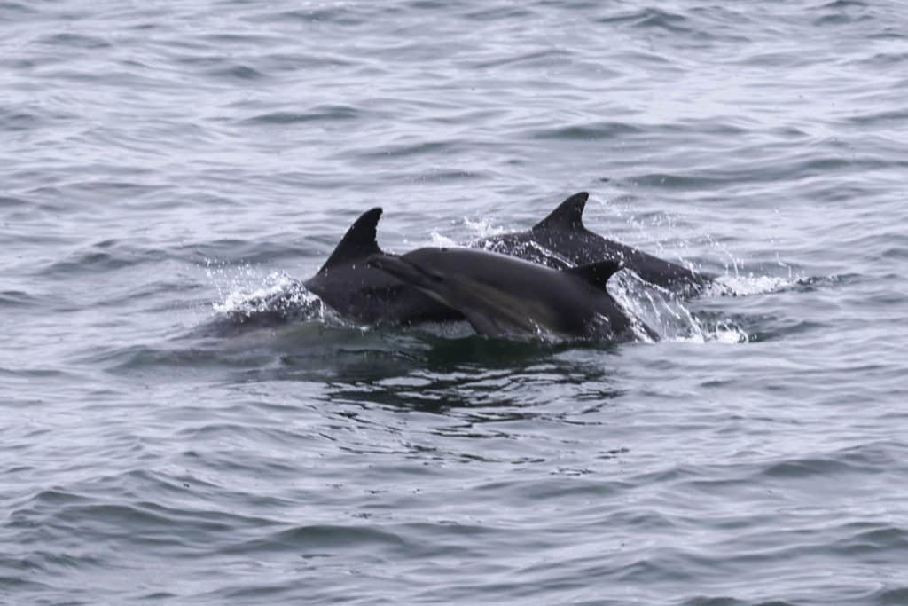 20250711 0K2A0133 | San Diego Whale Watch 16