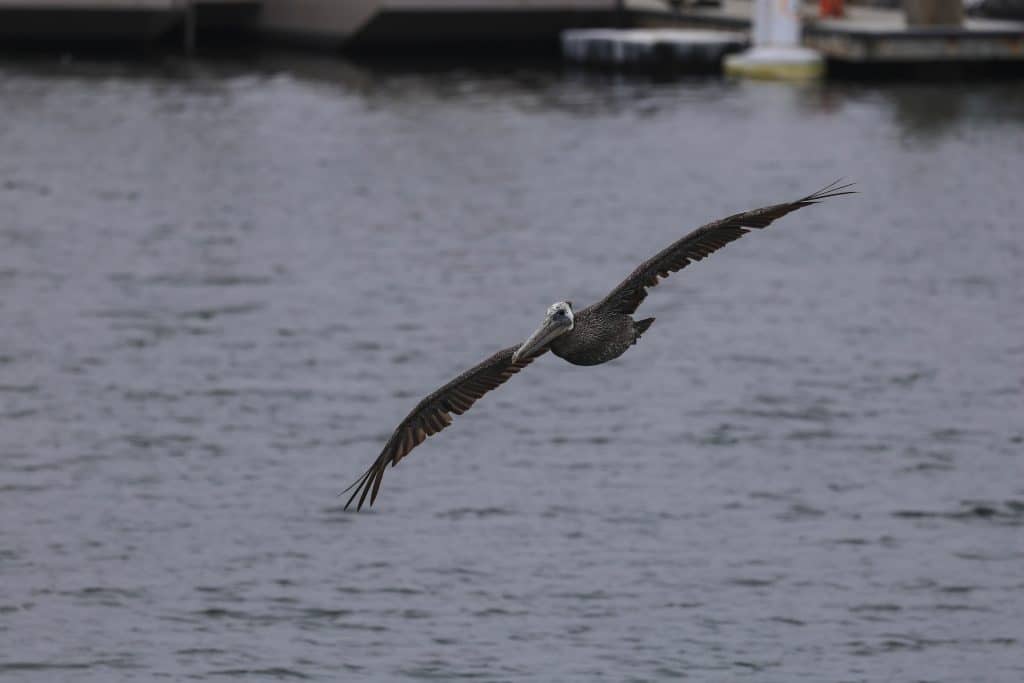 20250711 0K2A0716 | San Diego Whale Watch 24