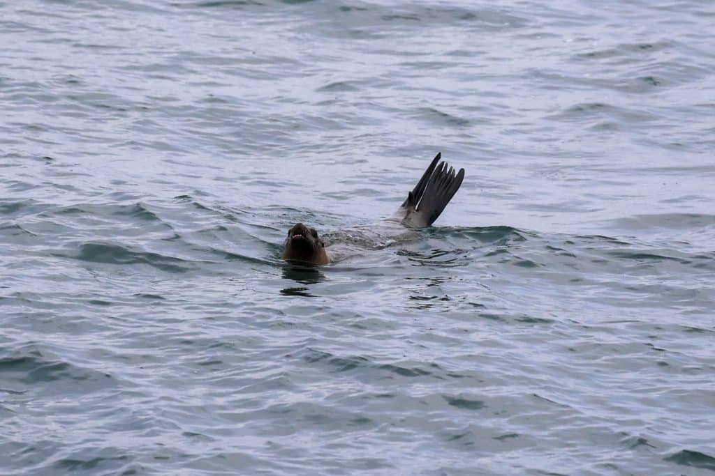 20250711 0K2A1813 | San Diego Whale Watch 22