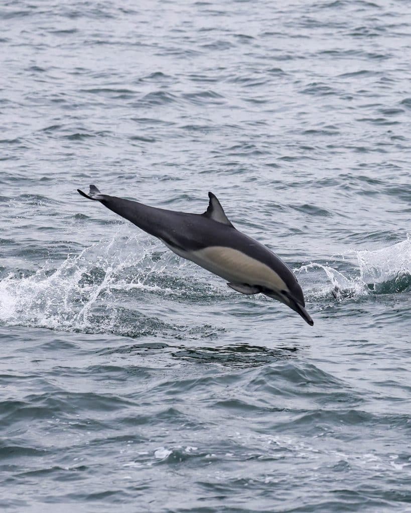 20250711 0K2A1930 | San Diego Whale Watch 18