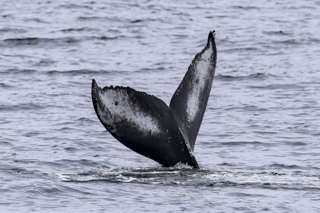 20250712 0K2A2248 | San Diego Whale Watch 15
