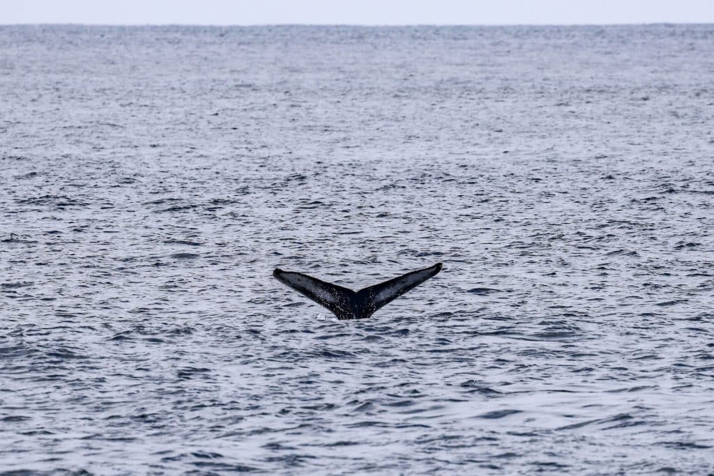 20250712 0K2A2333 | San Diego Whale Watch 19