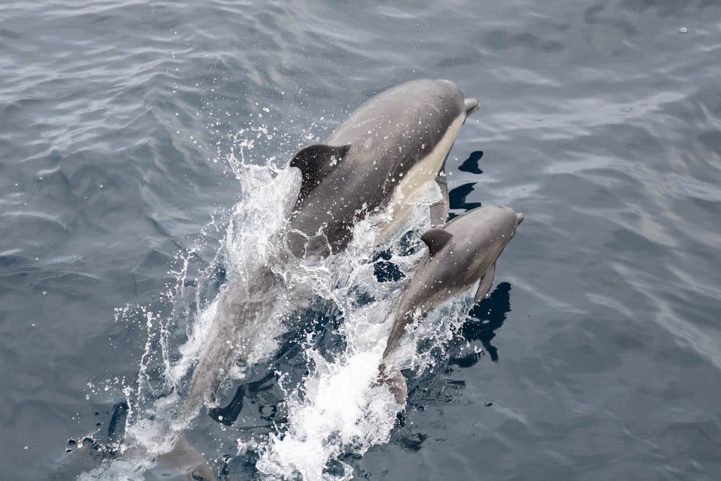 20250712 0K2A3376 | San Diego Whale Watch 13