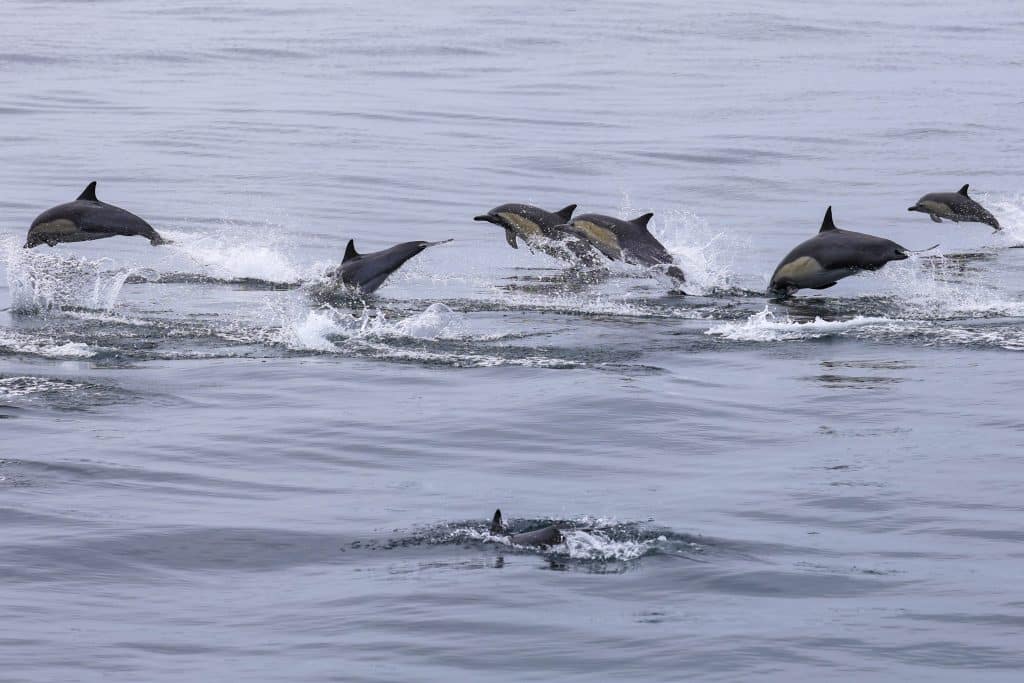 20250713 0K2A4577 | San Diego Whale Watch 13