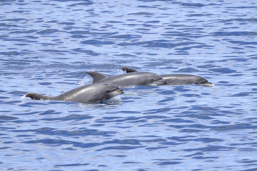 20250713 0K2A5666 | San Diego Whale Watch 15