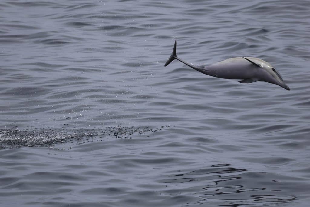 20250713 0K2A5837 | San Diego Whale Watch 17