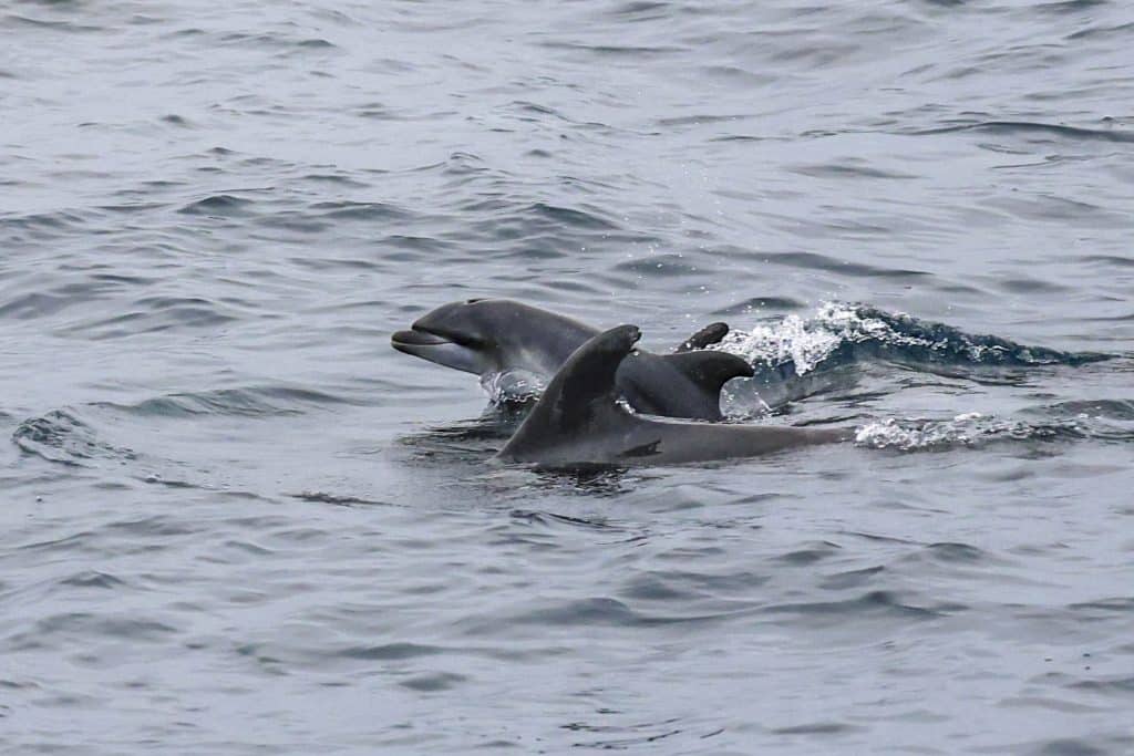20250713 0K2A6605 | San Diego Whale Watch 19