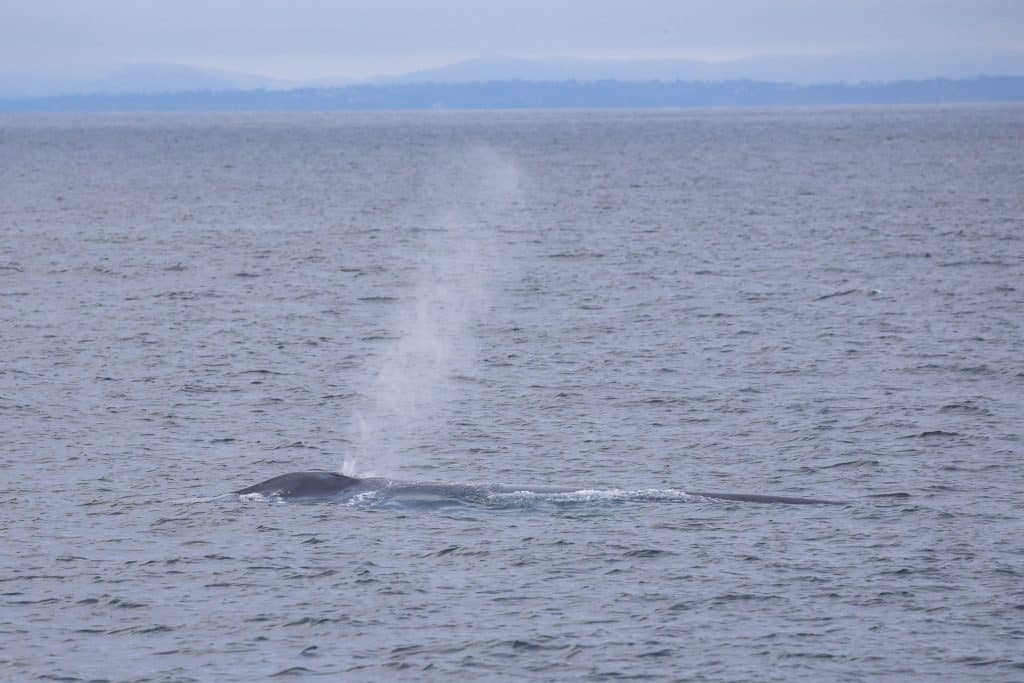 20250714 0K2A7613 | San Diego Whale Watch 27