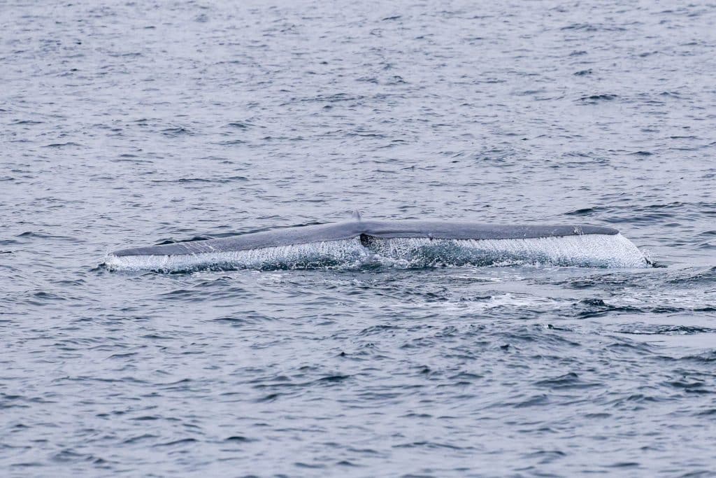 20250714 0K2A7696 | San Diego Whale Watch 29